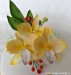 69-2. Dort se žlutými orchidejemi