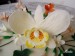 75-2. Dort orchidej.jpg